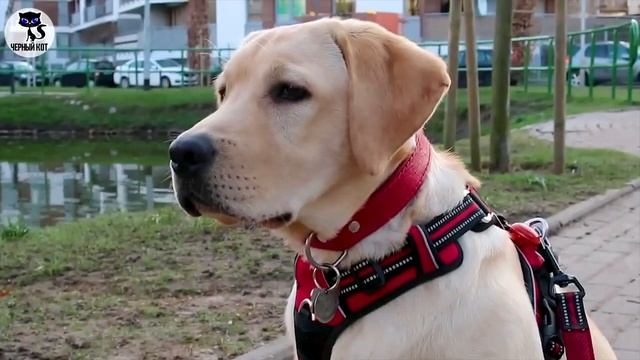 ✔ Лабрадор ретривер, плюсы и минусы породы.  За что мы любим лабрадоров