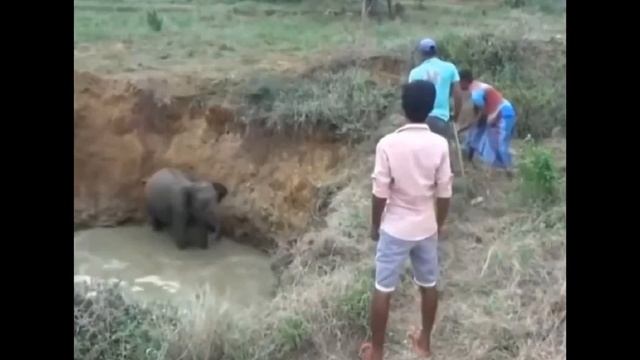 Огромная слониха выбежала на дорогу , она звала людей на помощь смотреть онлайн