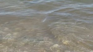 ФОРЕЛЬ (СТАЛЬНОГОЛОВЫЙ ЛОСОСЬ ) НА ИССЫК-КУЛЕ ВЕСНОЙ