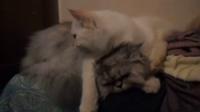 Кот, кошка, ласка.