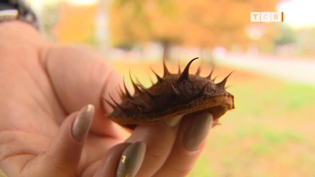 Почему каштаны могут исчезнуть в скором времени смотреть онлайн