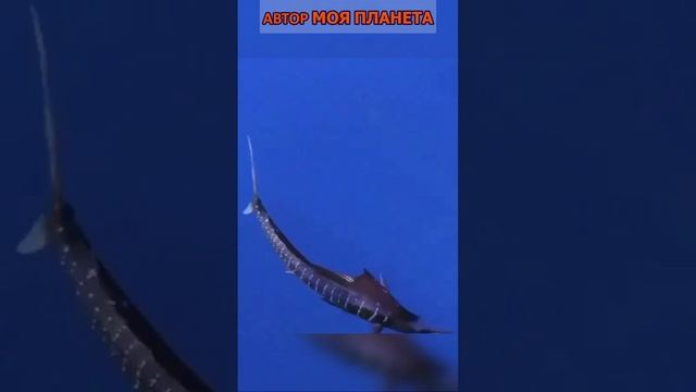 Рыба парусник/парусников рыбы/парусника рыб   #смотреть #видео  #факты #факт #про #это #интересно
