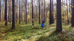 Тихая охота и свежий сибирский воздух