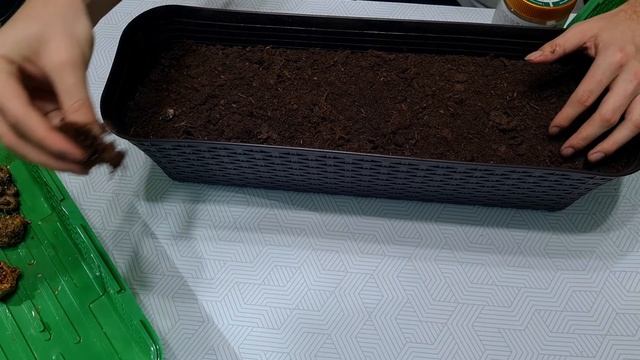 ВЫРАЩИВАЮ каллы ДОМА смотреть онлайн