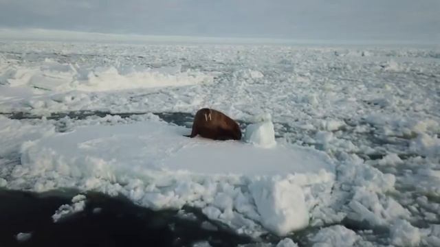 Баренцево море#Север#красотавокруг