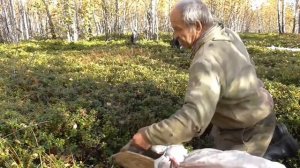 Способ сбора брусники от Николая Абоимова