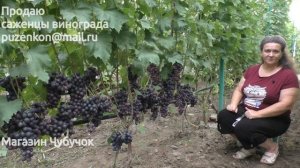 Виноград Багира- ультрараннего срока созревания (Пузенко Н.Л.)