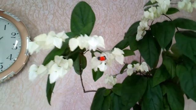 Клеродендрум госпожи Томпсон. смотреть онлайн