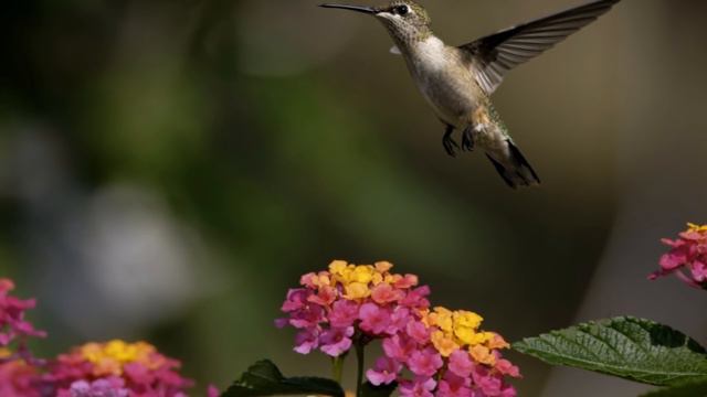 ¿Qué significa soñar con colibri? - Sueño Significado смотреть онлайн