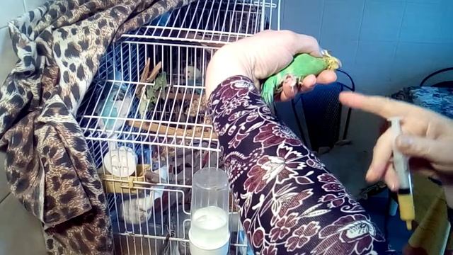 Как давать попугайчикам пить из шприца и как давать в рот порошок на примере маленького волнистика