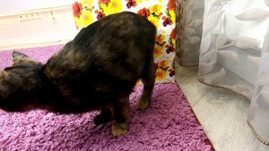 Папа не разрешает котенка