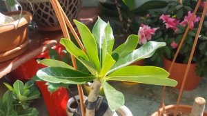 Развитие Адениумов.. рабочие моменты.. Далида, кренделя и т.д.))