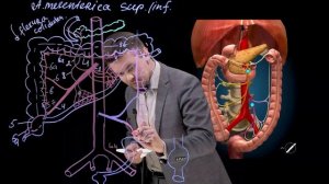 Кровоснабжение органов грудной и брюшной полостей