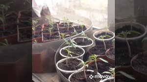 ?#91#?Де Барао Царский и другие наши ? ?помидоры. Пикировка рассады.
