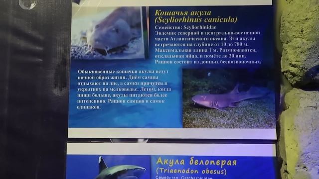 Vlog?: ГУЛЯЕМ ПО ВОЛГОГРАДУ, ОКЕАНАРИУМ! ДОРОГА ДОМОЙ!!!15.08.2020 смотреть онлайн