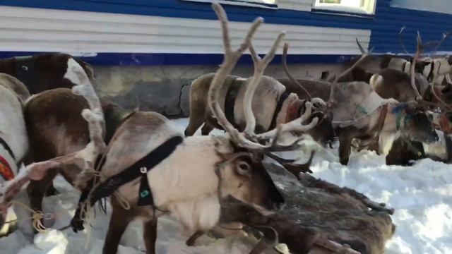 mannequinechallenge wildreindeer Манекен челендж с оленями) смотреть онлайн