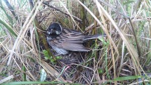 Камышовая овсянка (лат. Emberiza schoeniclus)