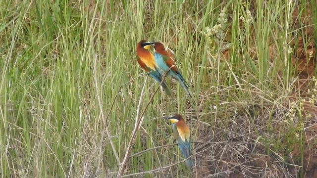 Золотистые щурки смотреть онлайн