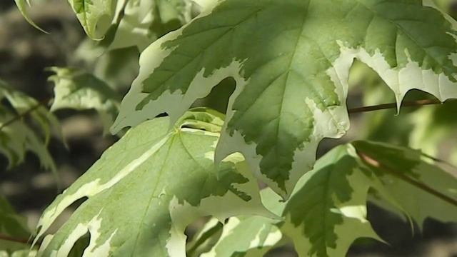 Acer platanoides Drummondii смотреть онлайн