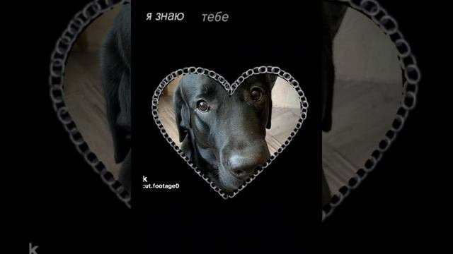 Собакин:)))