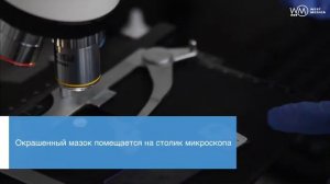 Традиционная методика проведения цитологического анализа