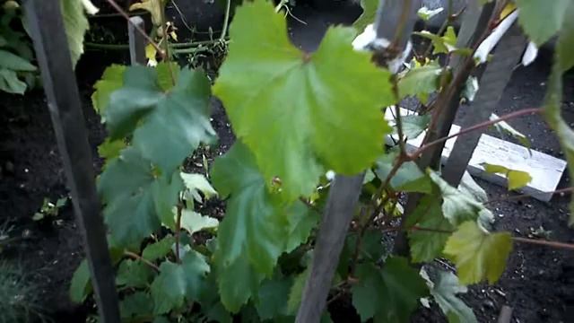 Виноград Загадка Шарова. Кузбасс. Сибирь. смотреть онлайн