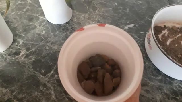 #комнатныерастения  #succulent #агава / Посадка деточек агавы (лат. arave) бюджетным способом смотреть онлайн