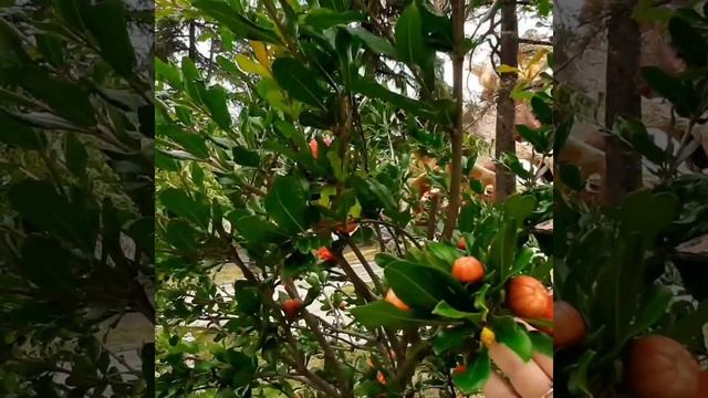 Как цветет гранат#shorts смотреть онлайн