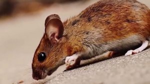 ВЗГЛЯД ИЗНУТРИ на самую ЖУТКУЮ тюрьму СЕВЕРНОЙ КОРЕИ