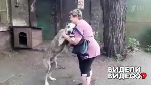 Собака и хозяйка воссоединились после двух лет разлуки. Видели видео? Фрагмент выпуска от 03.11.2019