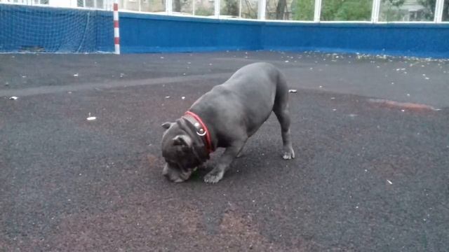 Американский Булли, тип покет, АВМКС БУШИ, Ёжа ) смотреть онлайн