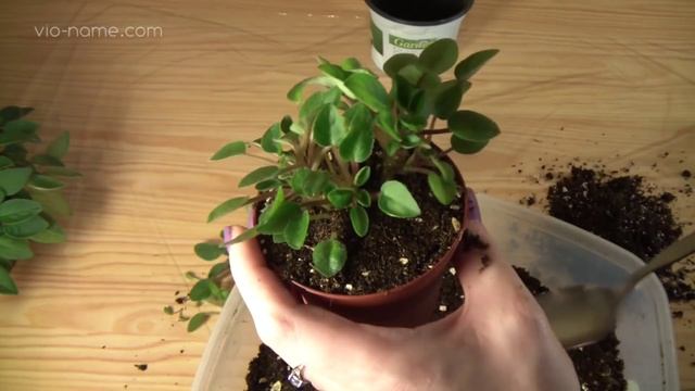 Формируем фиалку-трейлер смотреть онлайн