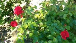 Роза Рэд Леонардо Да Винчи. Red Leonardo Da Vinci