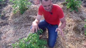 Обработка картофеля от колорадского жука