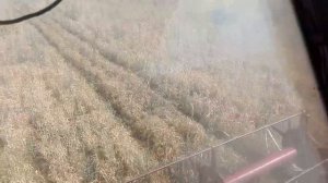 Уборка гороха комбайн Нива
