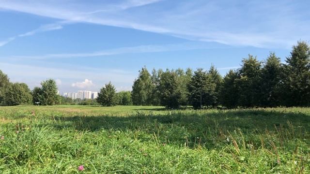 ХАСКИ УБЕЖАЛА НА ПРОГУЛКЕ В ПАРКЕ | HUSKY RAN AWAY WHILE WALKING IN PARK смотреть онлайн