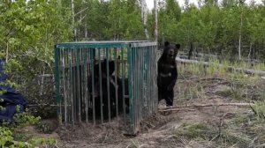 Выпуск медвежат из нижегородского зоопарка "Мишутка" в дикую природу