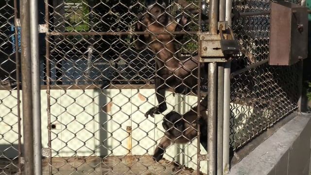 Питомник обезьян Сочи Адлер 2021 смотреть онлайн