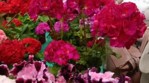 Выставка пеларгоний Архангельск 30.07.2022г.#пеларгония