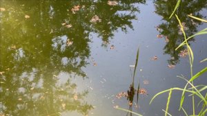 Внутренне устройство перелива воды в пруду.