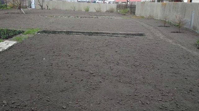 Клевер взошел и растет. Быстрый способ посева. смотреть онлайн