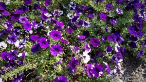 Petunia Shock Wave Purple Tie Dye (Wave)