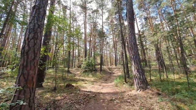 Прогулка по лесу в Боровом. Релакс...звуки леса.. смотреть онлайн