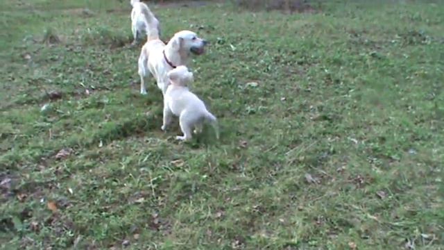 КАНТРИГОЛД ГАРВЕЙ АРИЗОНА 3 МЕС. ЩЕНОК ГОЛДЕН РЕТРИВЕРА смотреть онлайн