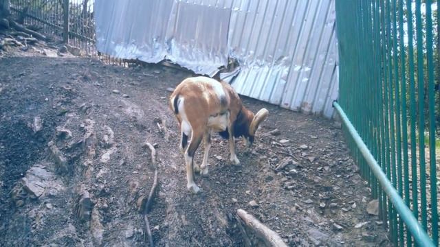 Муфлон - Крымский баран смотреть онлайн