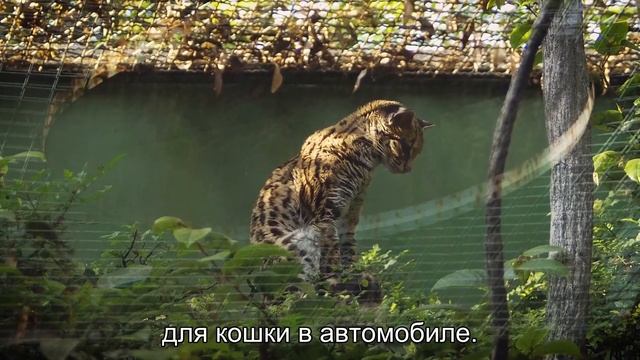 Как помочь кошке при укачивании в машине?