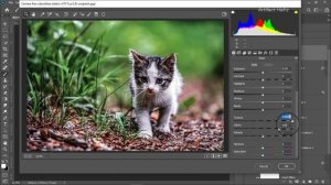 Pet Cat/Kitten Photo Edit: Photoshop Tutorial