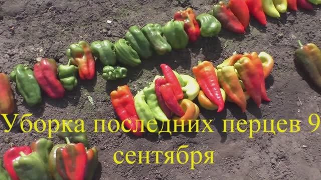 Как вырастить рассаду перцев