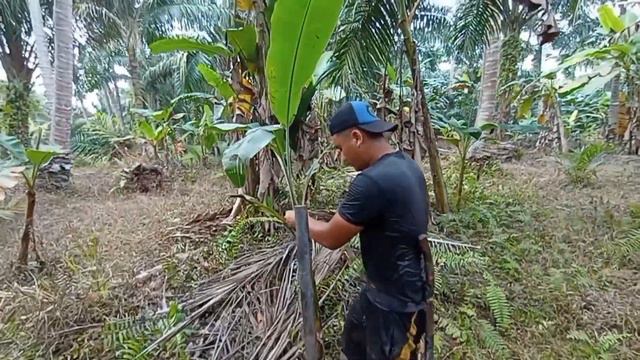 ALAT UNTUK MENANAM BIBIT POHON PISANG DENGAN CEPAT,MUDAH DAN PRAKTIS смотреть онлайн
