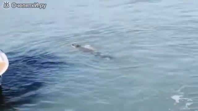 Акула против крокодил смотреть онлайн